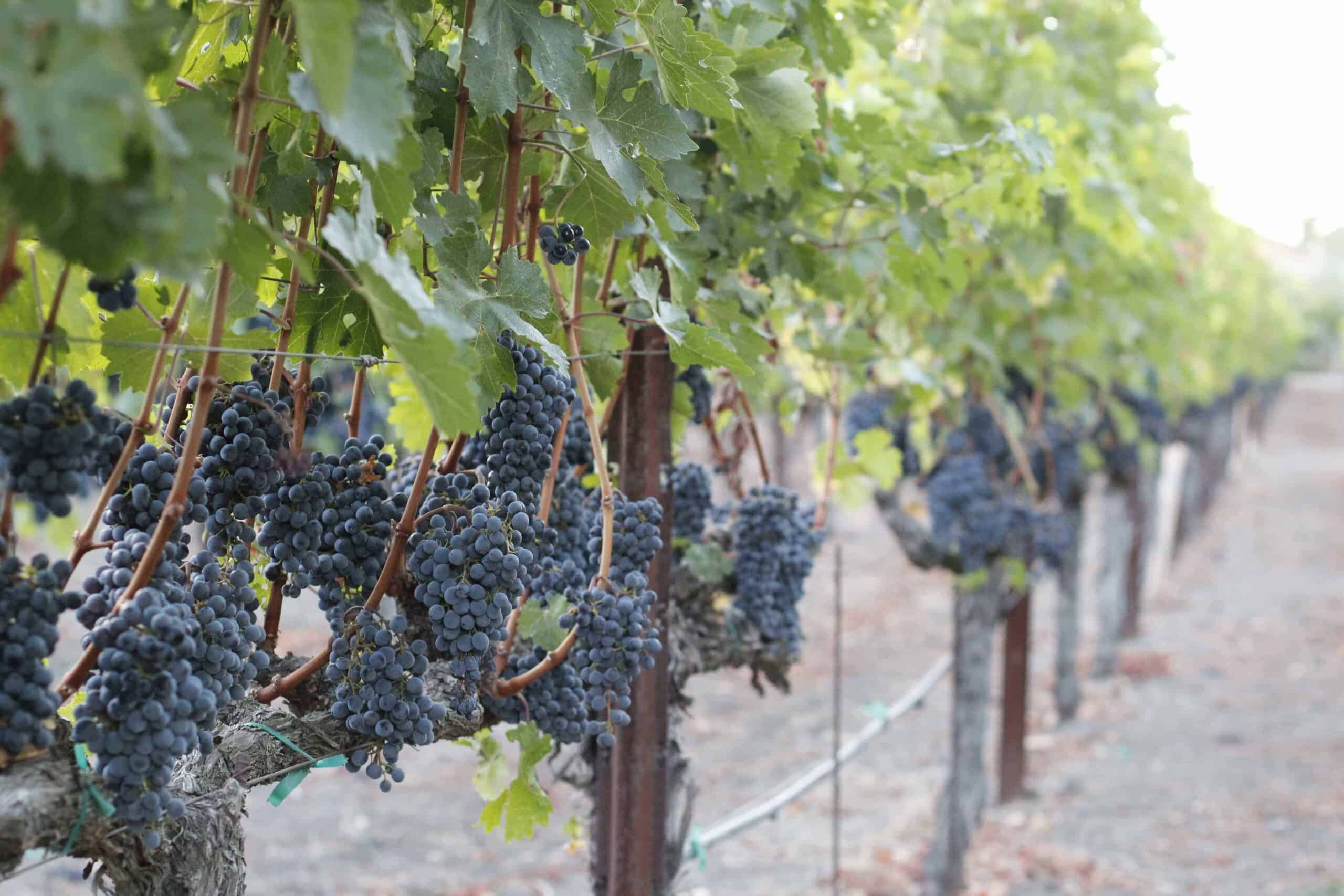 grapes grow on vines in Napa valley