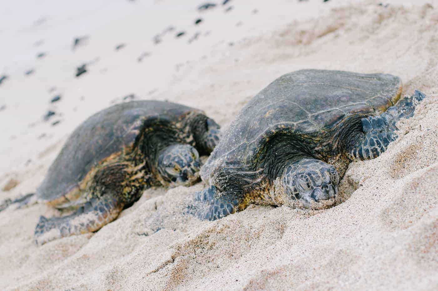 hualalai turtles