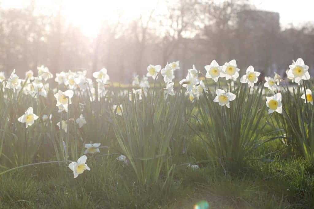 a row of white spring flowers in the park in London