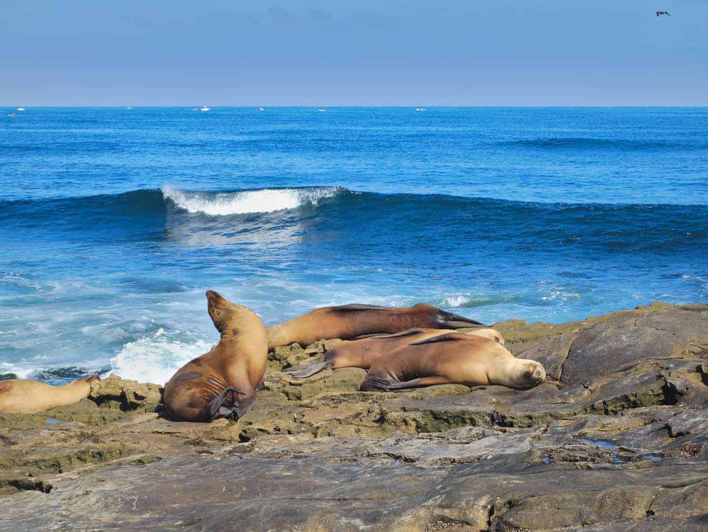 seals sleeping at La Jolla cove