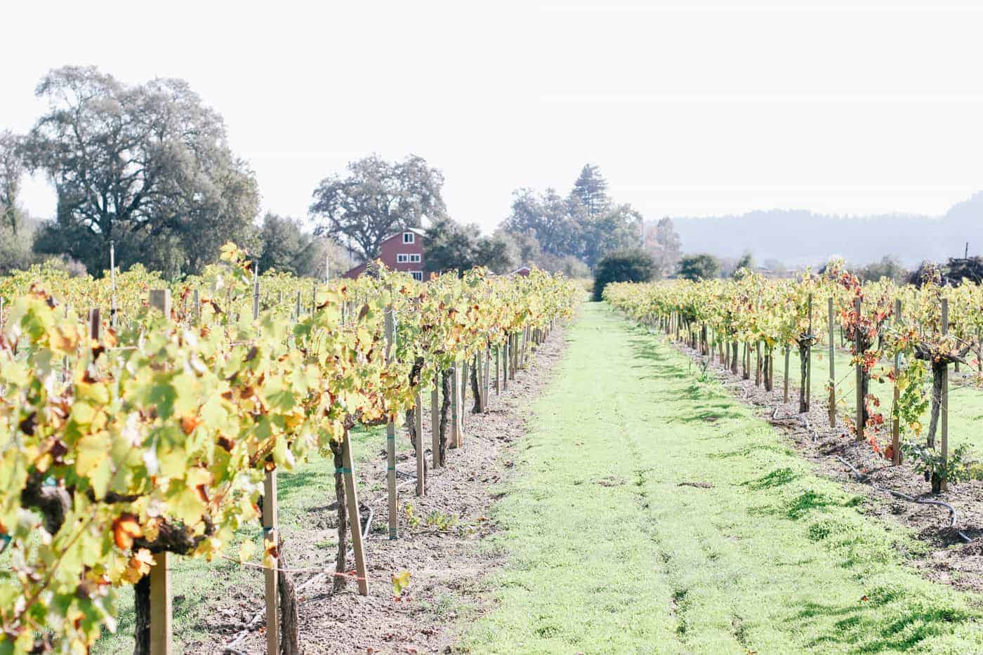 Sonoma vineyard
