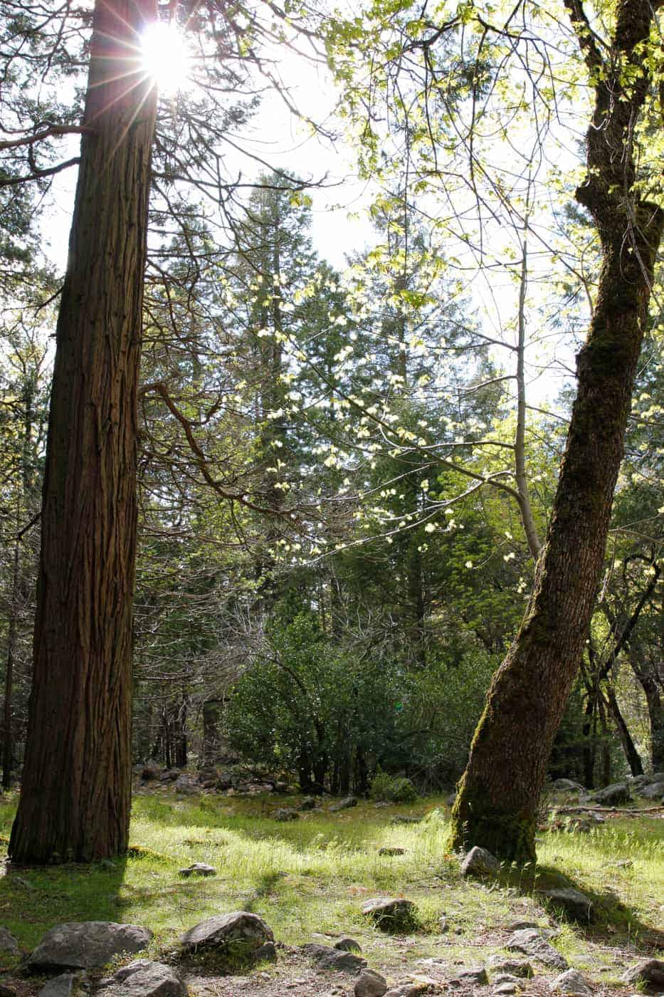 trees in a meadow in Yosemite Valley 