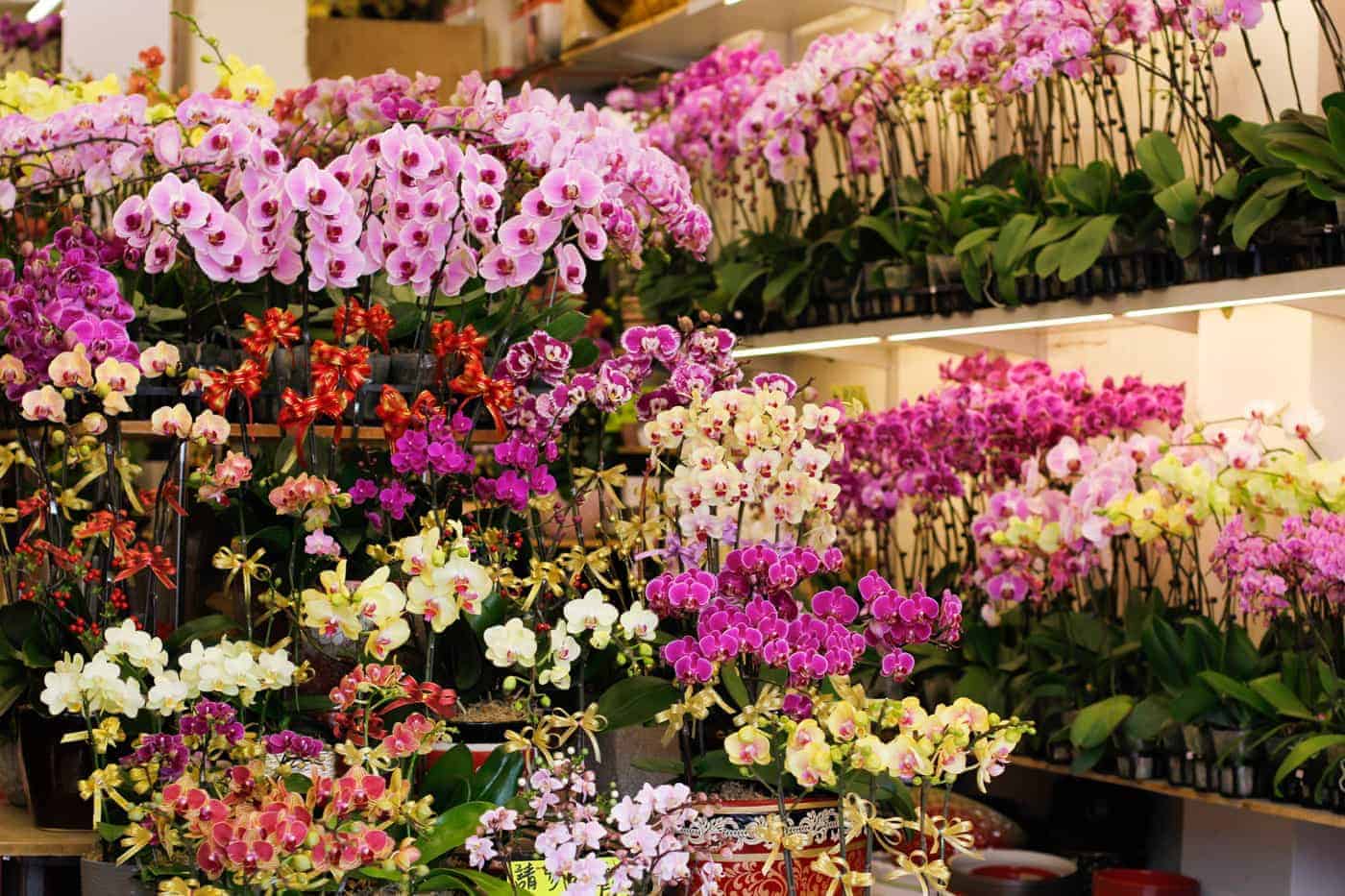 orchids in Hong Kong's flower market