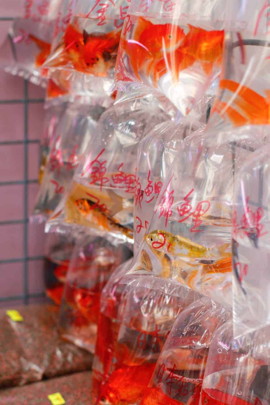 goldfish market