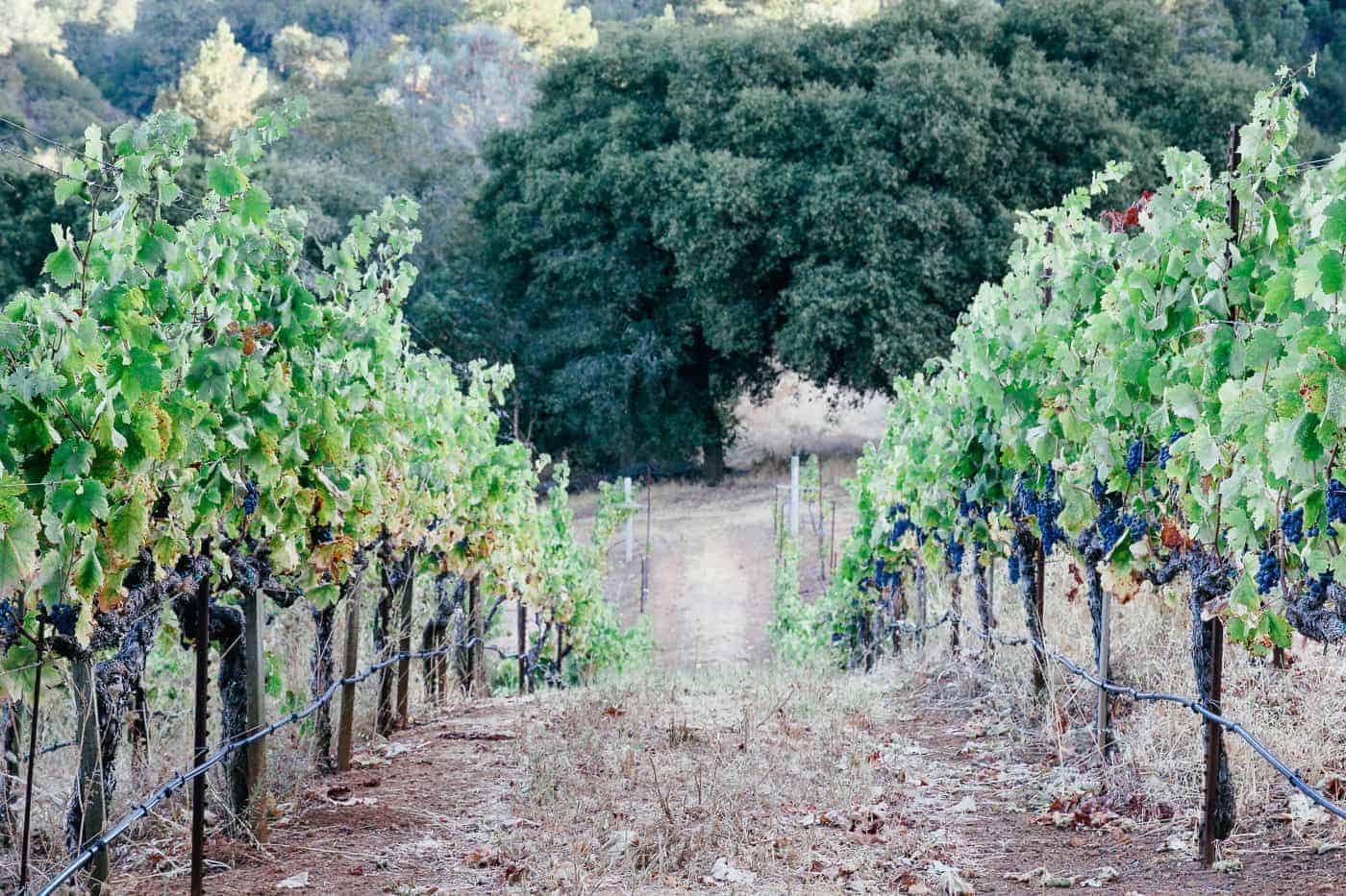 The 5 Best Wine Tasting Experiences in Sonoma County