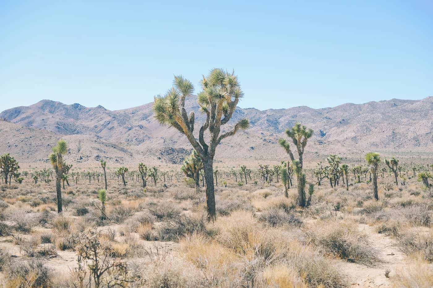 Joshua tree California