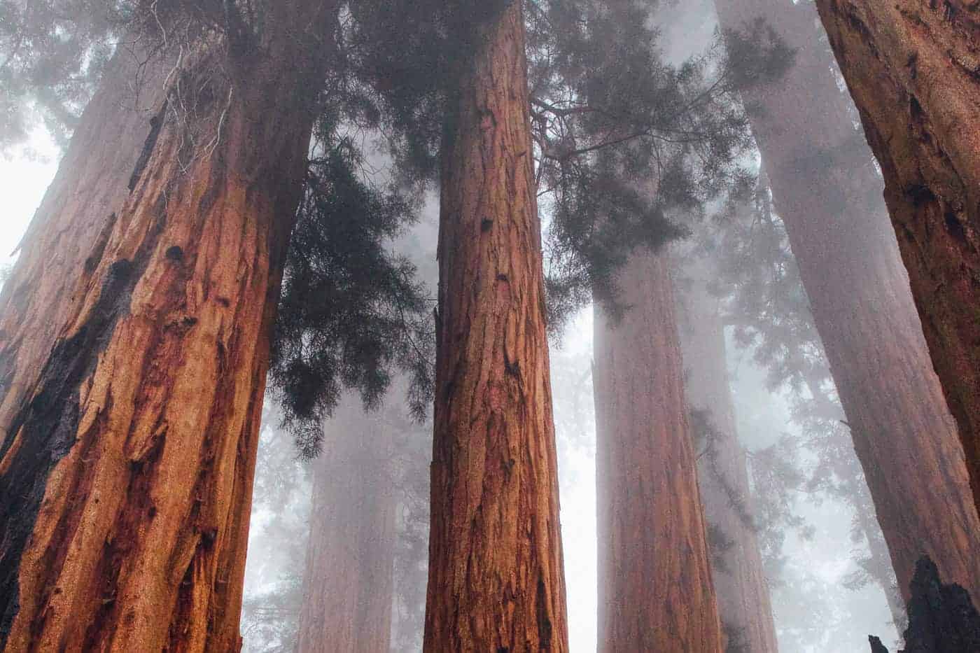 sequoia national forest