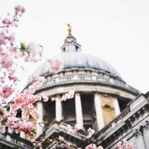 Pink spring flowers against the top of st Pauls cathedral in london