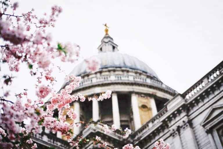 Pink spring flowers against the top of st Pauls cathedral in london