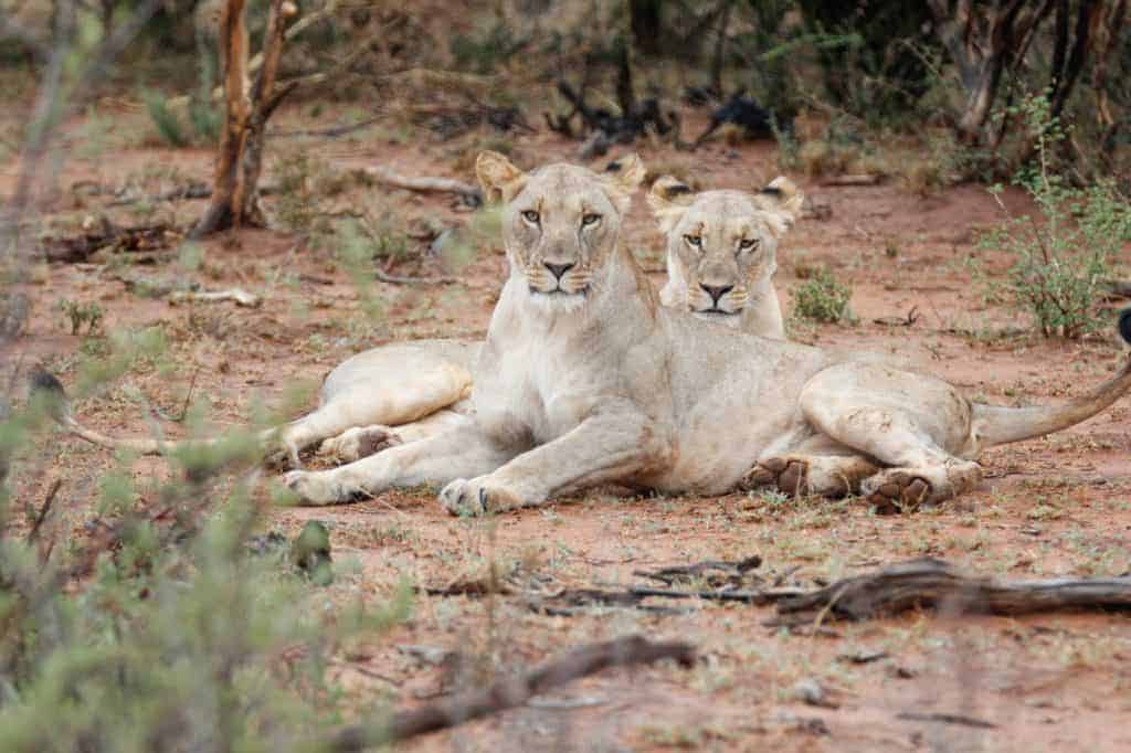 two lion cubs lie on the ground in south africa
