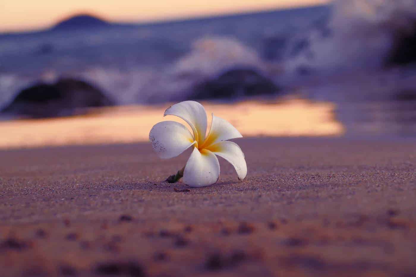 a white orchid on the sand at sunset