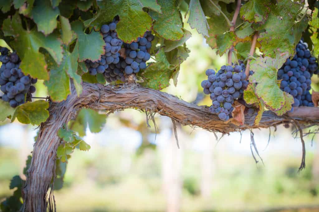 vineyard grapes