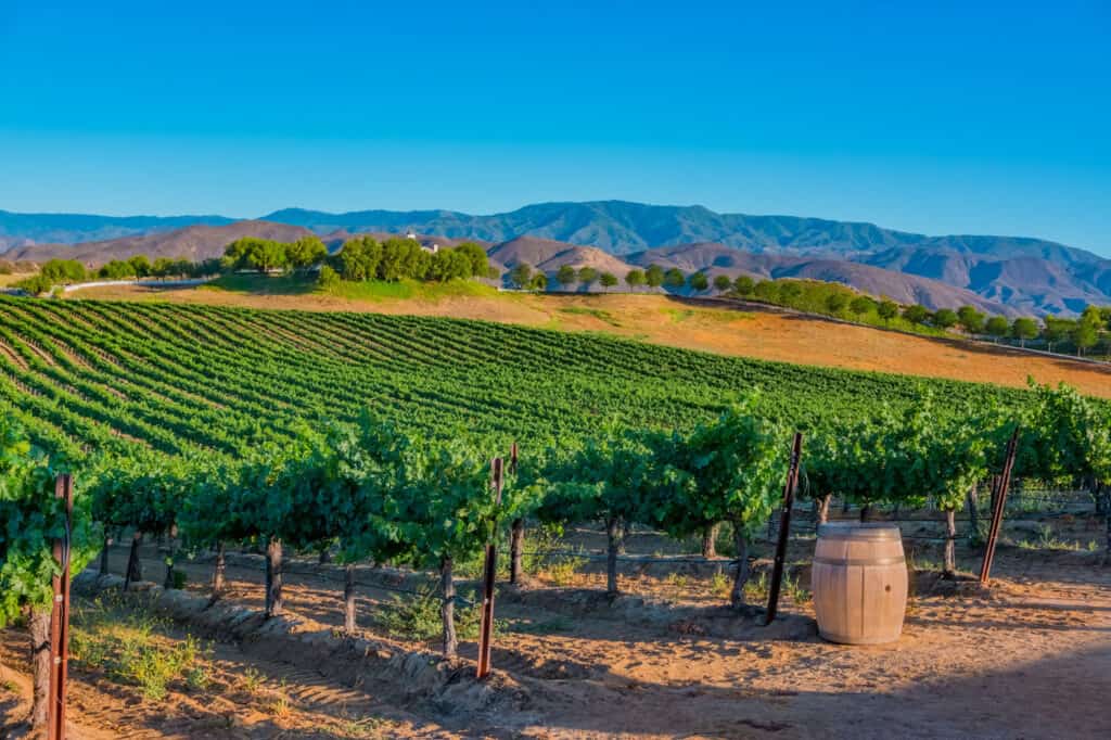 Temecula mountains and vineyards