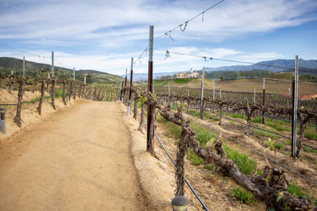 dirt road through vineyards