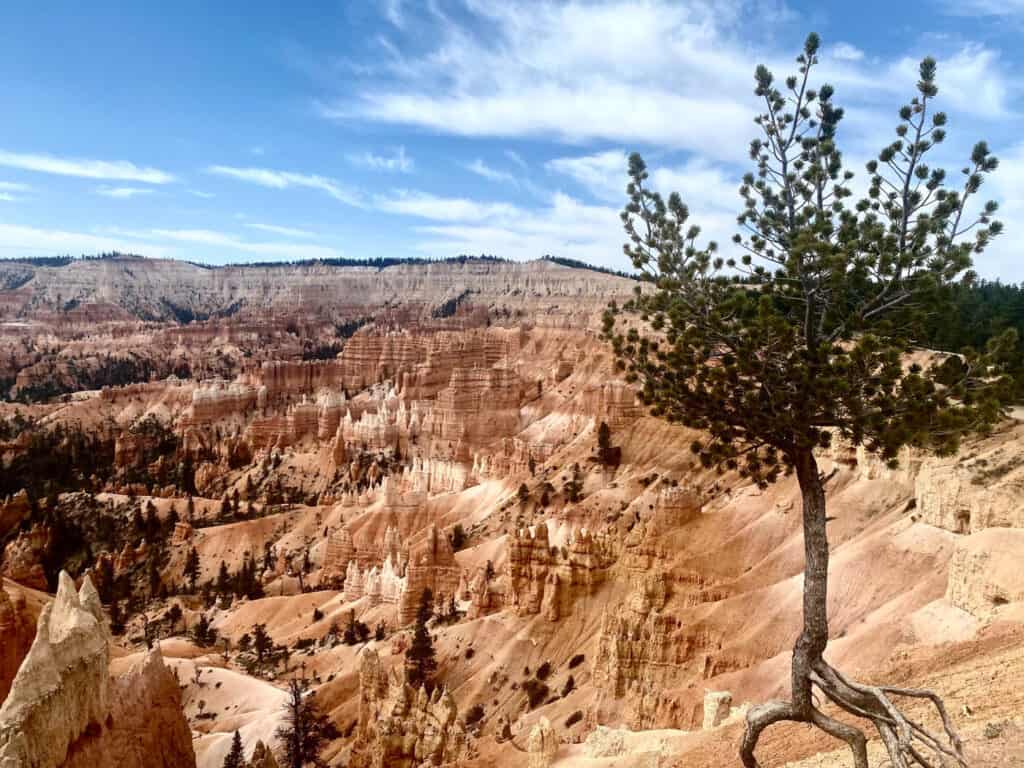 limber pine in Bryce canyon
