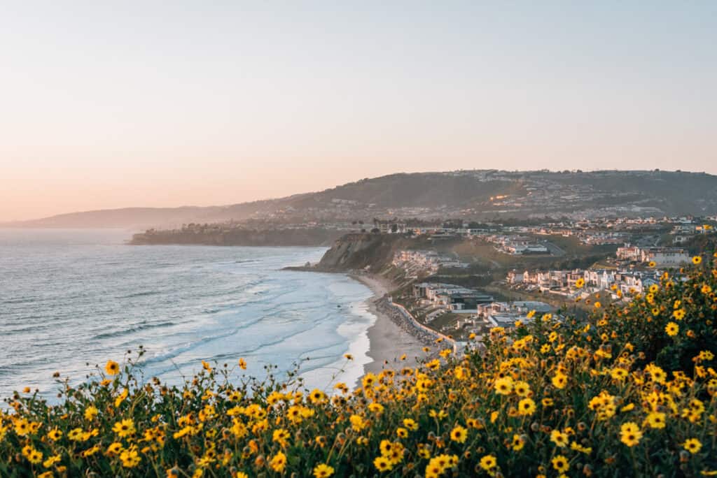 yellow flowers over coastline of Dana Point