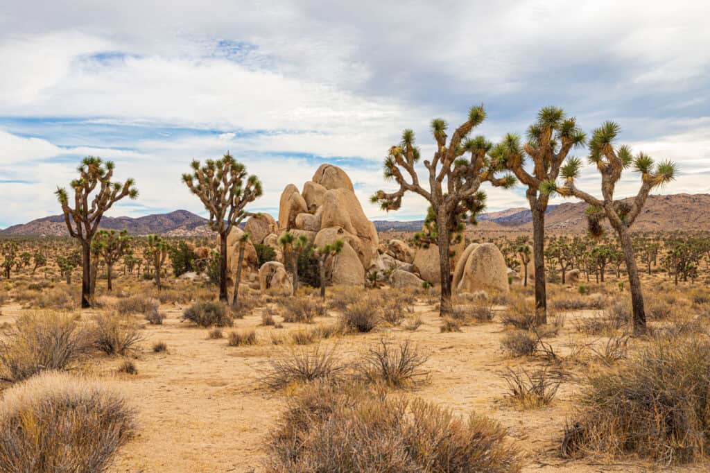 Joshua trees and rock formation