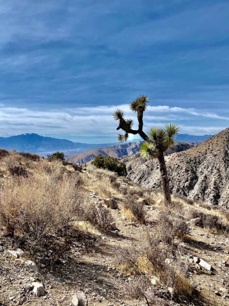 Joshua tree in desert landscape