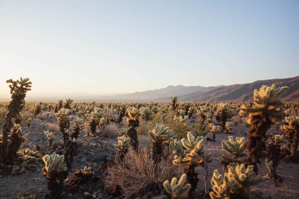 cholla cactus garden