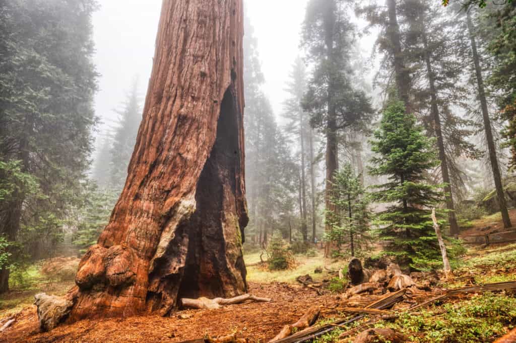 redwood tree in kings canyon national park