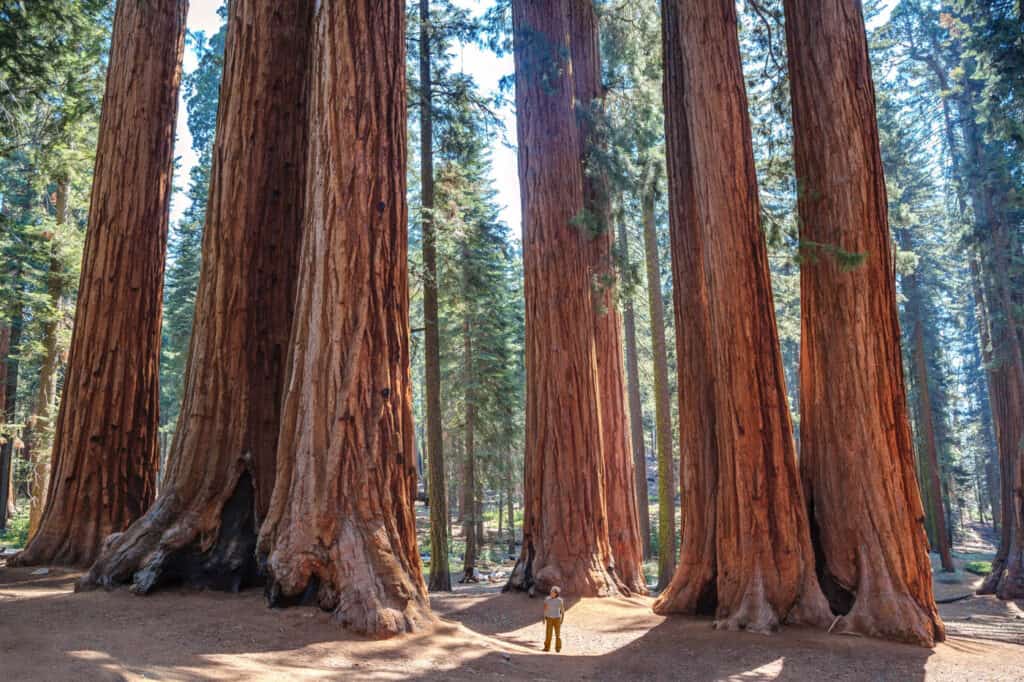 sequoia grove in sequoia national park
