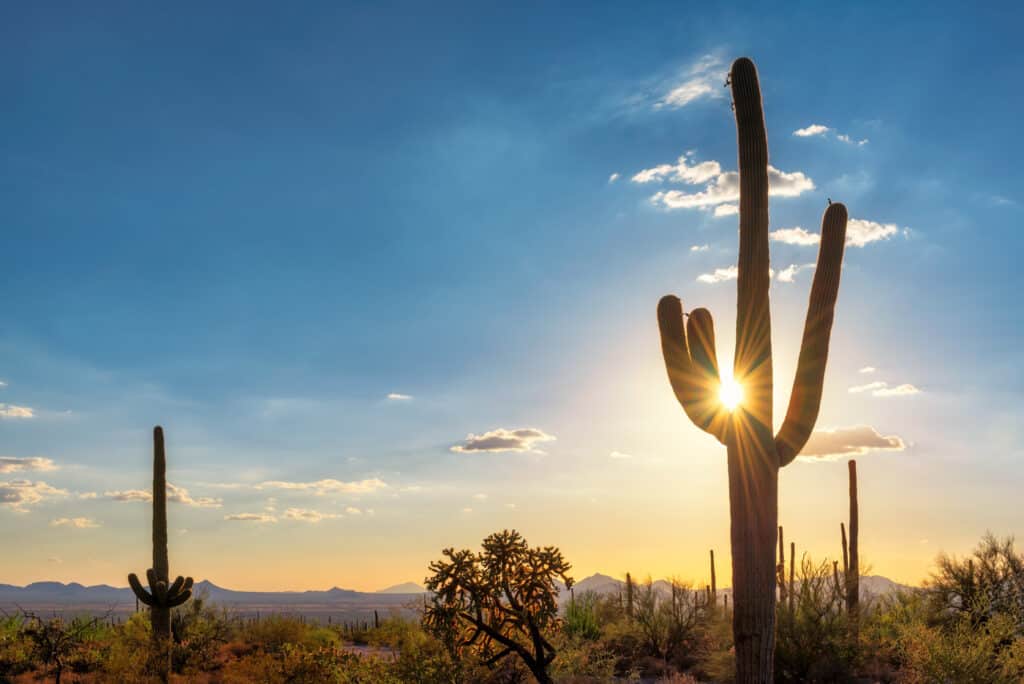 saguaro near Tucson Arizona