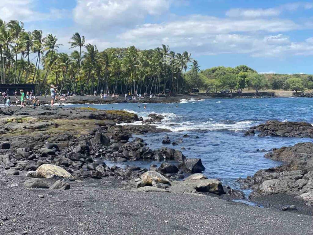 sea turtles on a black sand beach in hawaii