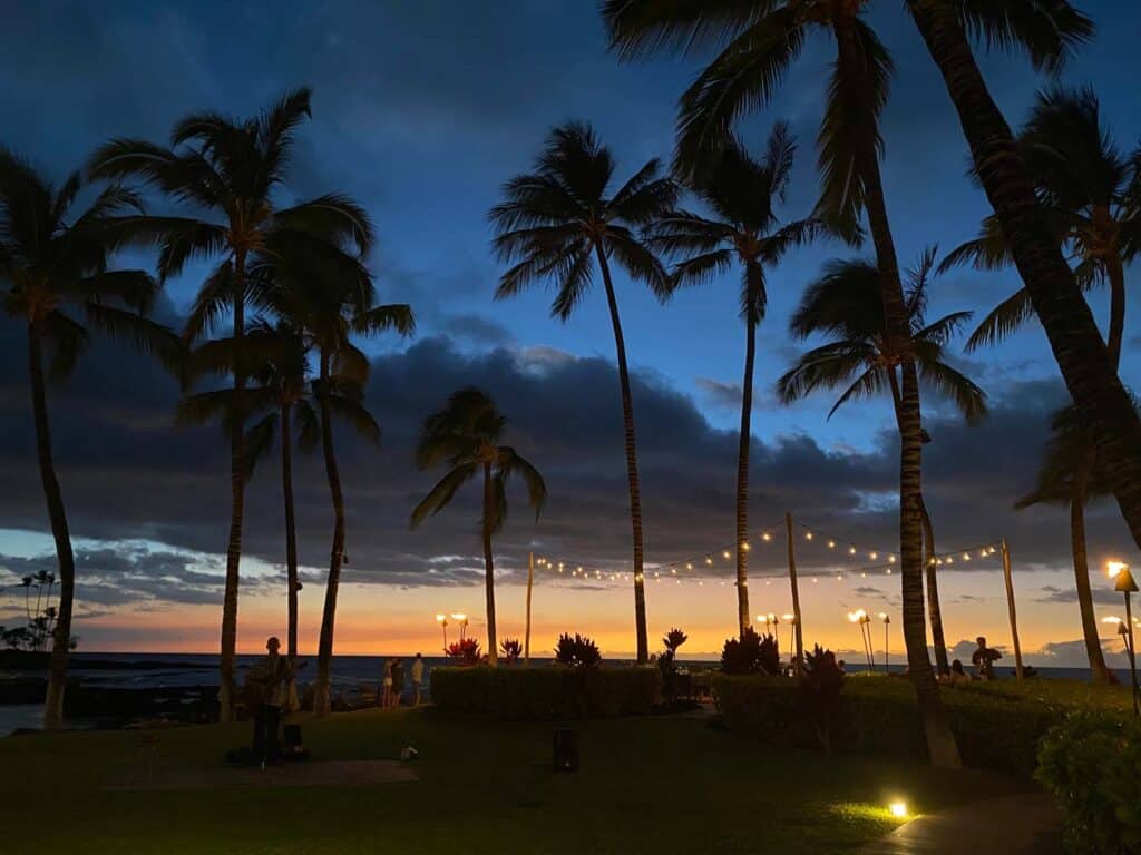 palm tree silhouettes at sunset