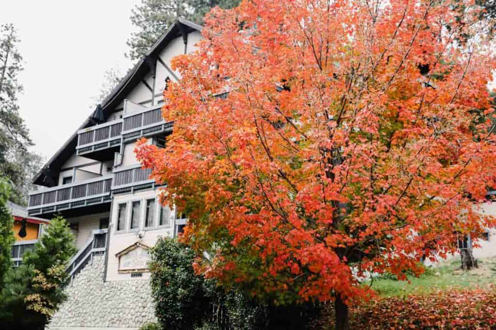 A tree with bright red leaves in fall