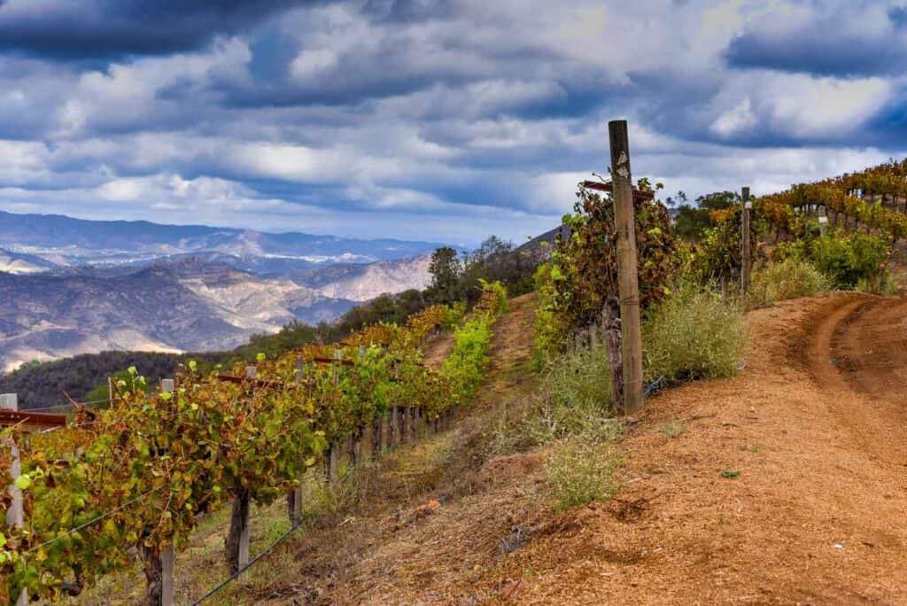 vineyard in malibu