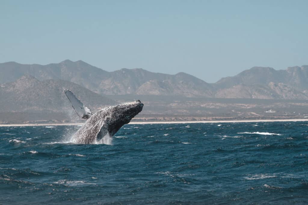 humpback whale breaches in the ocean