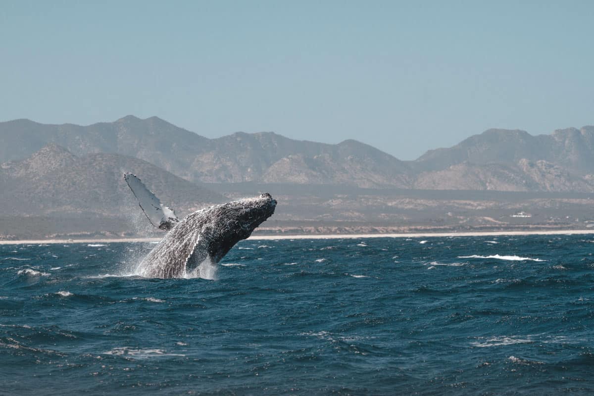 29 Unique Things to Do in San Jose Del Cabo (2023)
