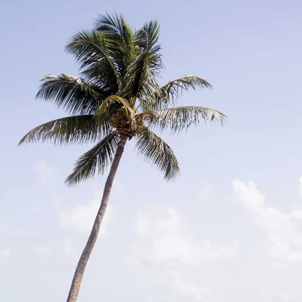 Palm tree in Hawaii.