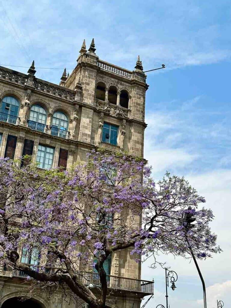 building in Mexico City's city center with a blooming jacaranda tree