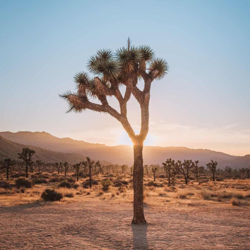 Tree in national park.