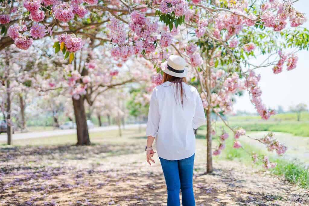 woman from behind standing in a grove of pink cherry blossoms
