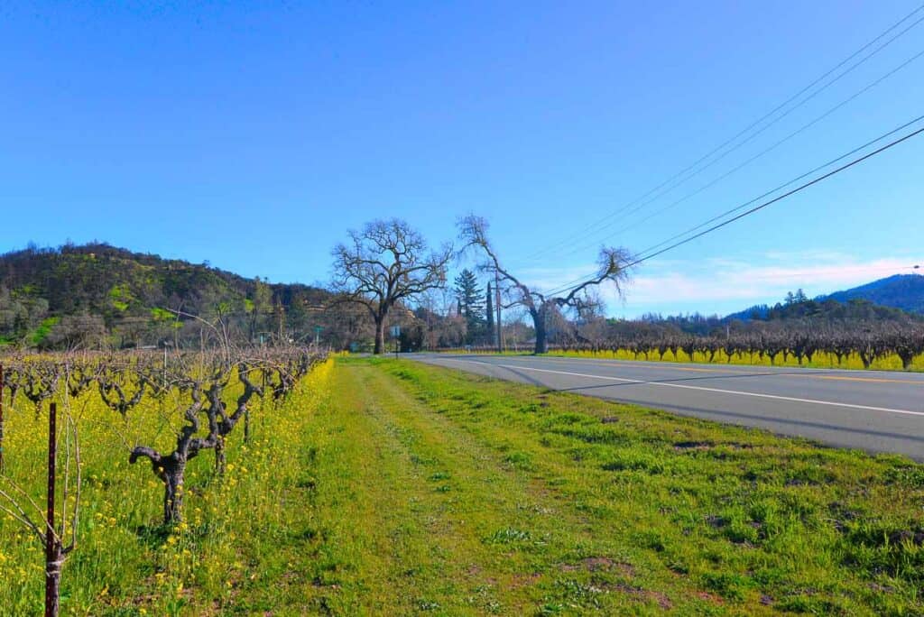 the two lane Silverado trail runs next to a vineyard in napa california