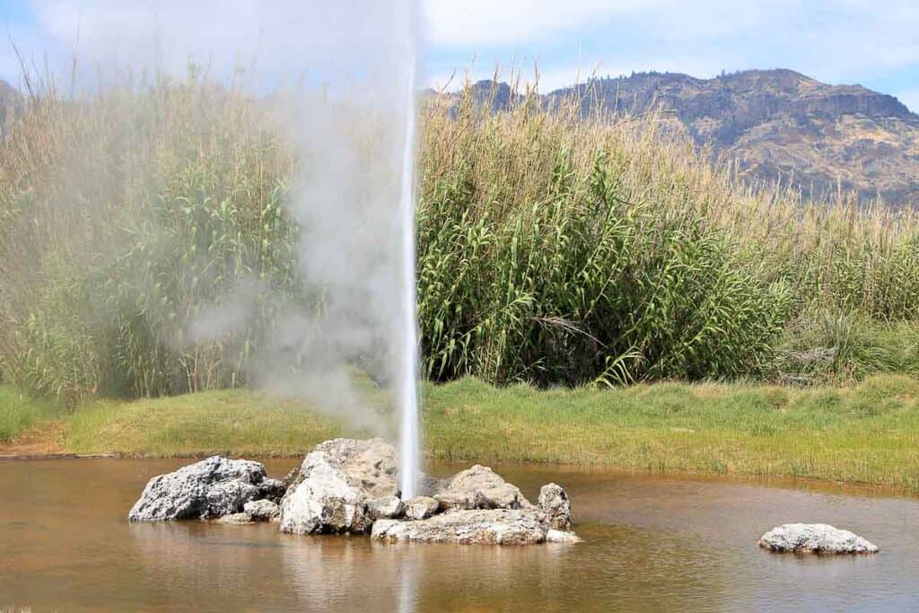 water shoots straight up from the california geyser in Calistoga, ca
