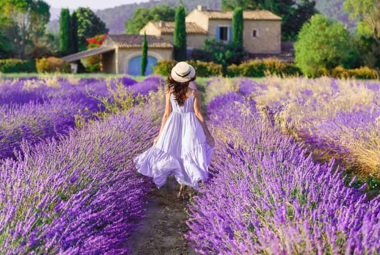 Provence, France. Charming young woman in Blooming Lavender fiel